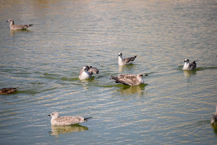 家庭 水禽 自然 地中海 池塘 西班牙 动物 鸭子 野生动物