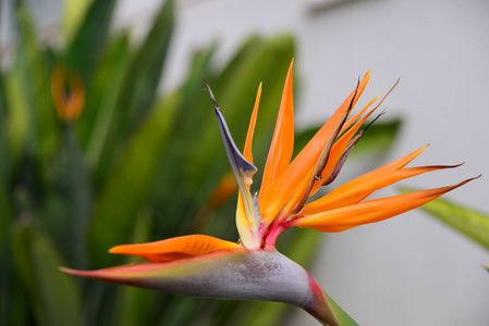 植物 自然 夏天 春天 美丽的 特写镜头 花的 颜色 植物学