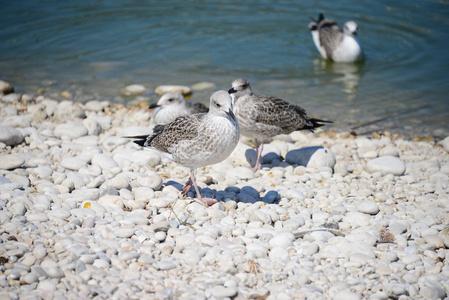 野生动物 西班牙 波动 海鸥 夏天 自然 海滩 地中海 岩石