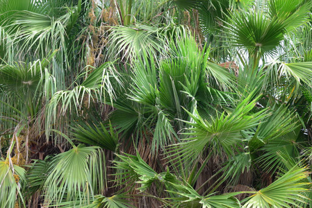 自然 春天 森林 公园 分支 特写镜头 西班牙 夏天 植物