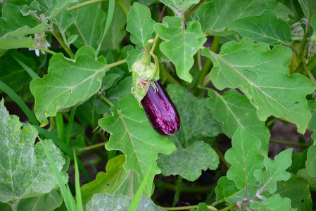 农场 紫色 自然 营养 素食主义者 西班牙 饮食 植物 食物