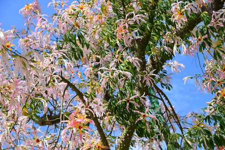 天空 植物区系 花的 季节 植物 花瓣 西班牙 美女 春天