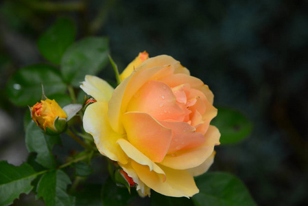 花园 美女 春天 美丽的 浪漫 粉红色 浪漫的 花的 情人