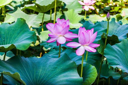 莲花 水域 植物区系 百合花 花儿 池塘 瓷器 流血