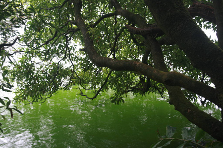 全景图 葡萄牙 海洋 景象 远景 树干 风景 分支 见解