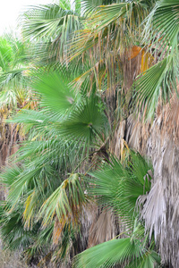 夏天 棕榈 颜色 自然 假日 西班牙 美丽的 假期 风景