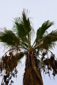 夏天 自然 海洋 椰子 天空 假日 天堂 植物 太阳 棕榈