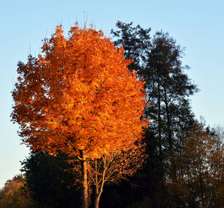 森林 环境 植物 公园 颜色 秋天 树叶 场景 木材 风景