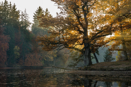 斯图加特 自然 闪耀 骨架 橡树 日落 秋天 落下 树叶