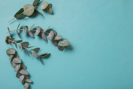 eucalyptus leaves on paper background 