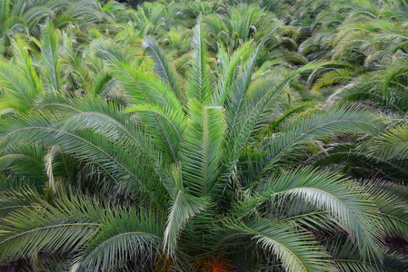 海滩 植物区系 自然 花园 椰子 森林 假期 树叶 旅行