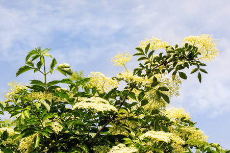 灌木 白霜 长者 快乐 享受 美味 丁香花 笑话 伞形花序