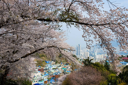 混凝土 开花 樱桃 日本人 美女 旅行 分支 植物 春天