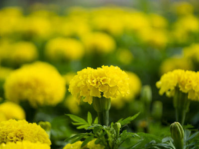 花园里的万寿菊