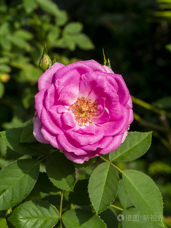 closeupofpinkroseflower