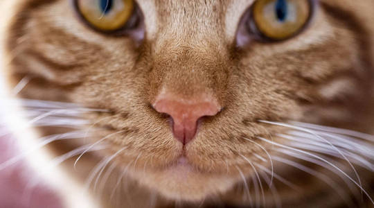 red cat closeup.muzzle 