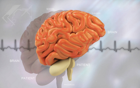 照顾 三维 医院 器官 绘图 插图 丘脑 人类 想象 健康