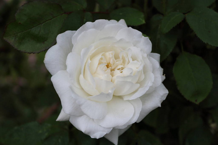 浪漫的 美丽的 繁荣 植物学 床单 花园 繁荣的 开花 玫瑰