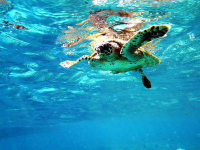 珊瑚 爬行动物 海洋 水下 生活 暗礁 海的 生态系统 水肺