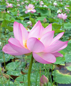 百合花 特写镜头 植物学 池塘 开花 自然 花的 季节 花园