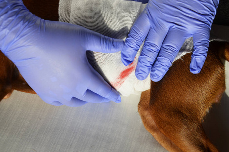 兽医给受伤的狗包扎。