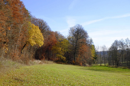 池塘 法郎 秋天 树叶 森林 德国 巴伐利亚 落下 木材
