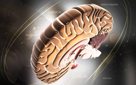 三维 小脑 丘脑 技术 器官 健康 下丘脑 照顾 插图 提供