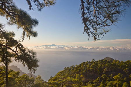 岩石 美丽的 海岸 太阳 小山 夏天 森林 旅游业 天空