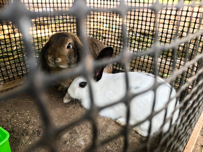 兔子仓里的灰兔和白兔图片