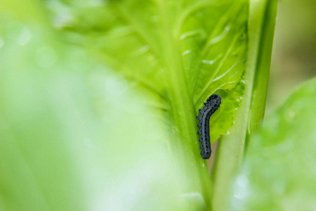 小菜蛾幼虫小菜蛾取食的毛虫照片