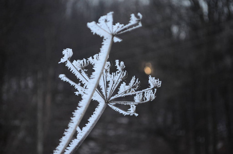 树叶上的霜图片-树叶上的霜素材-树叶上的霜插画-摄图新视界