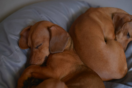 Two dachshund dogs are sleepy, cute dog photography. 