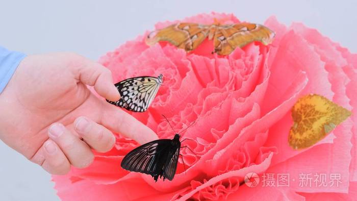 蝴蝶坐在一朵粉红色的大花上雄性的手抓住一只蝴蝶