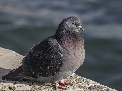 城市 鸽子 特写镜头 翅膀 自然 动物 羽毛 岩石 野生动物