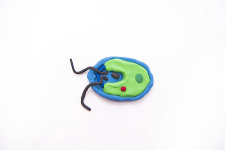 最著名和最简单的细菌:衣藻照片