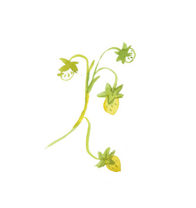 水彩草莓绿茎。白色孤立背景上手工绘制的黄色浆果插图。设计包装纸，印刷品，壁纸，明信片，社交媒体，网络。