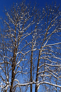 苍穹 冬天 自然 封顶 天空 树干 季节 植物 冬日 分支