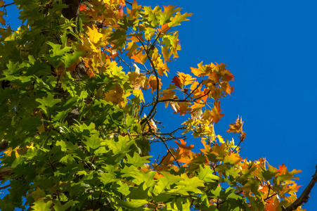 树叶 场景 植物 公园 环境 落下 颜色 木材 森林 季节