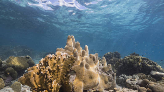 浮潜 潜水 自然 荷兰语 阳光 暗礁 假期 天堂 海景 旅游业