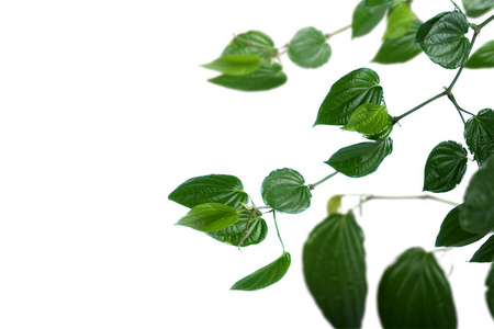 Tropical green leaves 