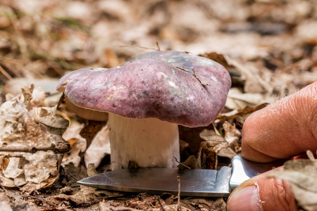 蘑菇 在里面 苔藓 菌丝体 红菇 收集 成长 生长 呕吐