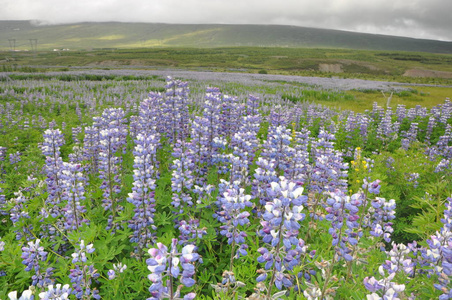 花儿 开花 冰岛 繁荣的 流血 紫罗兰 羽扇豆 紫色 花序