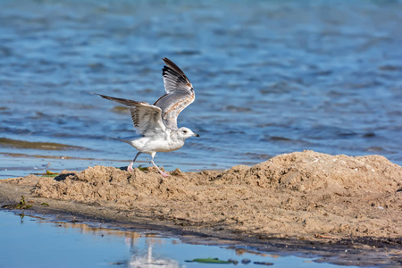 动物群 矶鹞 海洋 湖泊 飞行 喂养 特写镜头 海鸥 海岸线