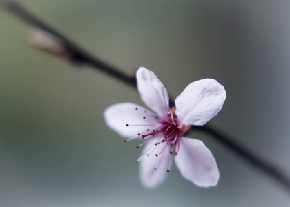 开花 花瓣 自然 樱花 美丽的 季节 分支 水彩 盛开 花的