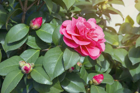 春天的花丛茶花丛,有芽和鲜艳的红色花.春天花园照片