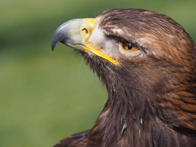 肖像 面对 动物 羽毛 自然 猎鹰 捕食者 猛禽 猎人 猎物