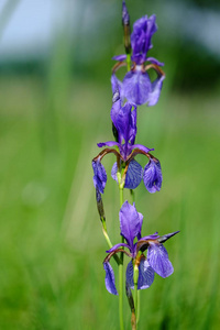 粉红色 花园 植物 花儿 夏季 自然 五花八门 植物区系