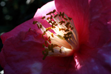 花的 自然 美丽的 山茶科 美女 树叶 特写镜头 漂亮的