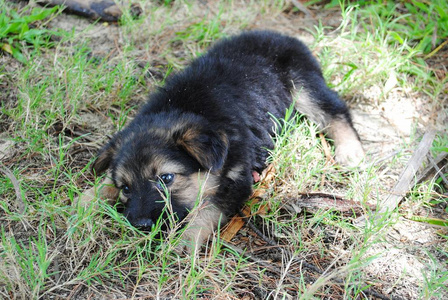 纯种 犬科动物 外部 草地 公园 自然 可爱的 肖像 朋友