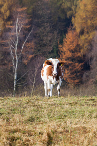 动物 落下 农业 生态 风景 牧场 牲畜 农事 草地 柳树